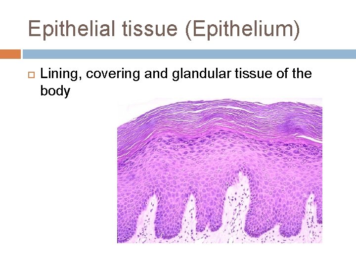 Epithelial tissue (Epithelium) Lining, covering and glandular tissue of the body 