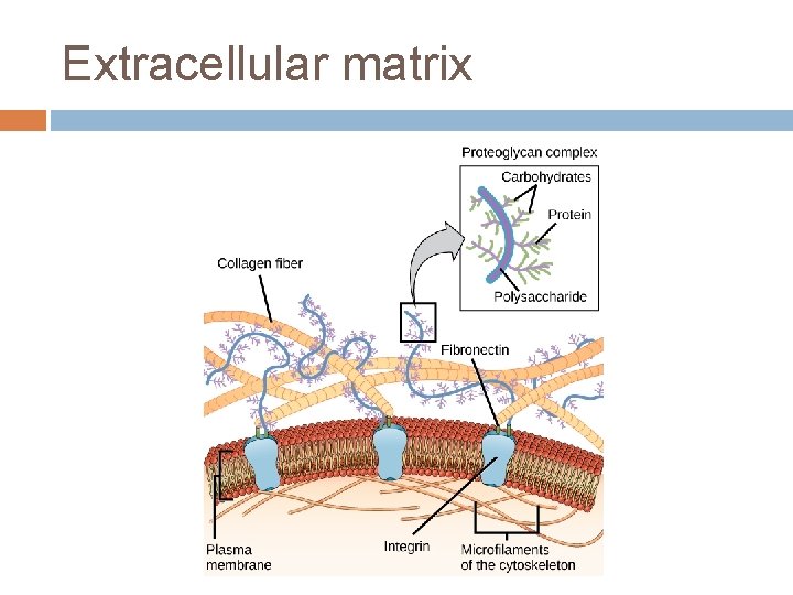 Extracellular matrix 