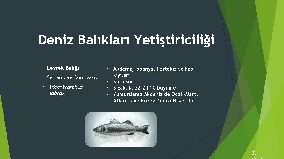 Deniz Balıkları Yetiştiriciliği Levrek Balığı: Serranidae familyası: • Dicentrarchus labrax • Akdeniz, İspanya, Portekiz