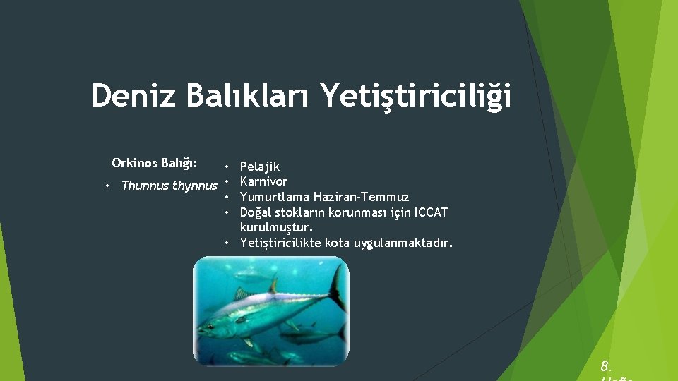 Deniz Balıkları Yetiştiriciliği Orkinos Balığı: Pelajik Karnivor Yumurtlama Haziran-Temmuz Doğal stokların korunması için ICCAT