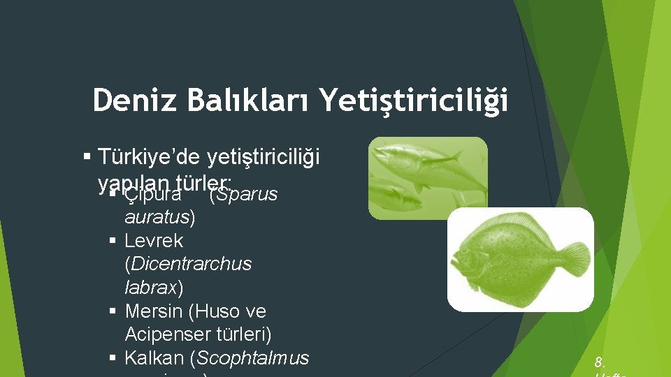 Deniz Balıkları Yetiştiriciliği § Türkiye’de yetiştiriciliği yapılan § Çipuratürler: (Sparus auratus) § Levrek (Dicentrarchus