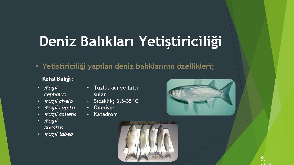Deniz Balıkları Yetiştiriciliği § Yetiştiriciliği yapılan deniz balıklarının özellikleri; Kefal Balığı: • Mugil cephalus