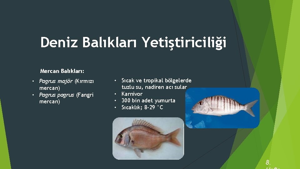 Deniz Balıkları Yetiştiriciliği Mercan Balıkları: • Pagrus majör (Kırmızı mercan) • Pagrus pagrus (Fangri