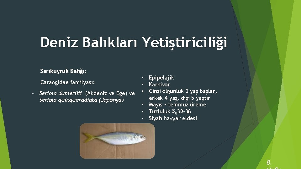 Deniz Balıkları Yetiştiriciliği Sarıkuyruk Balığı: Carangidae familyası: • Seriola dumerilii (Akdeniz ve Ege) ve