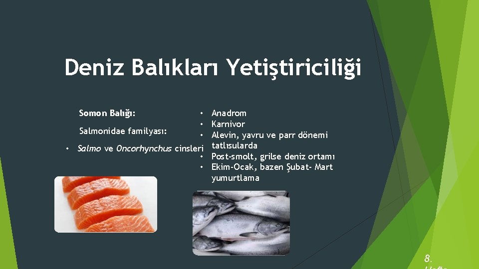 Deniz Balıkları Yetiştiriciliği Somon Balığı: • • Salmonidae familyası: • • Salmo ve Oncorhynchus