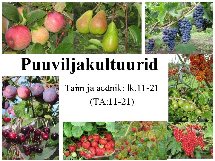 Puuviljakultuurid Taim ja aednik: lk. 11 -21 (TA: 11 -21) 1 