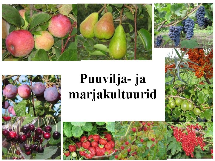 Puuvilja- ja marjakultuurid 12 