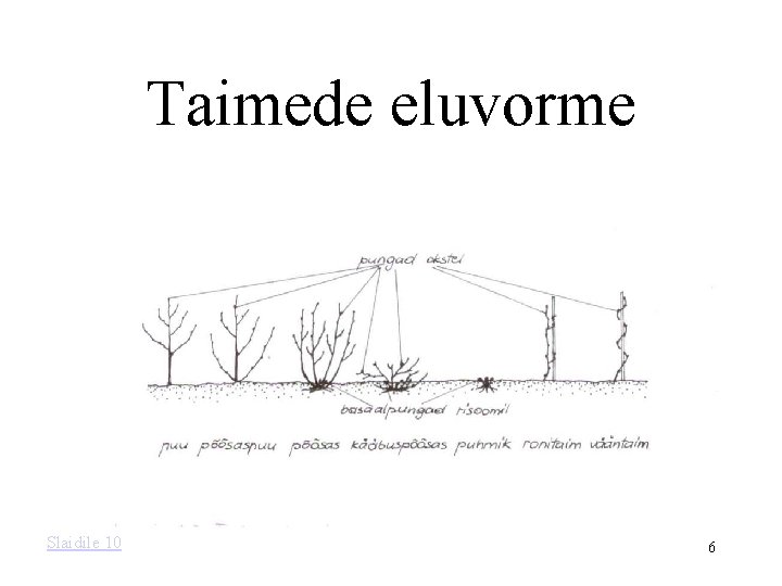 Taimede eluvorme Slaidile 10 6 