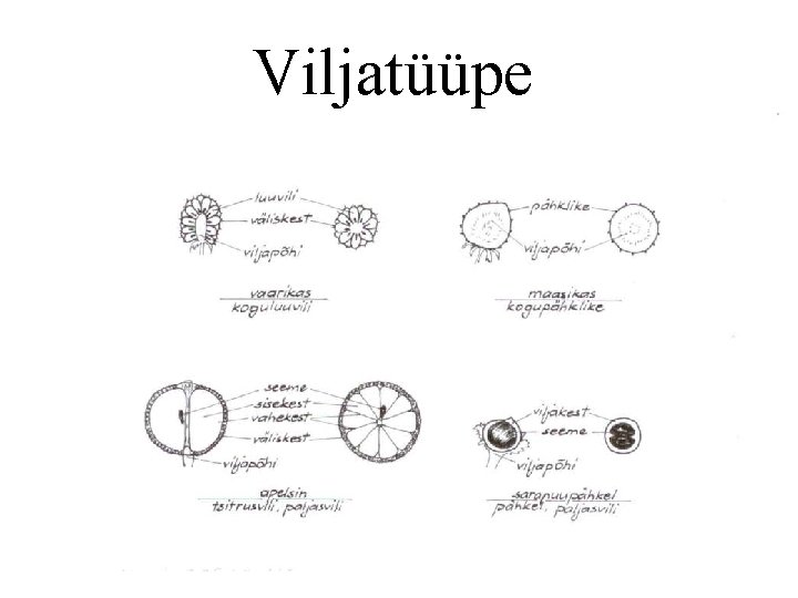 Viljatüüpe 8 