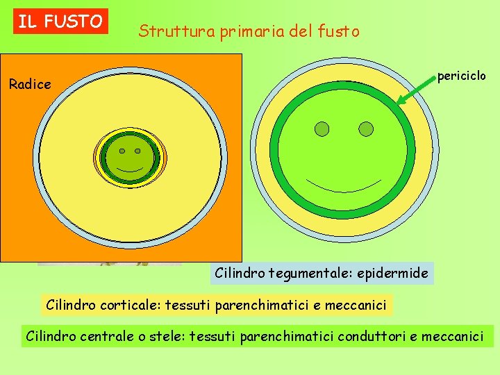 IL FUSTO Struttura primaria del fusto periciclo Radice Cilindro tegumentale: epidermide Cilindro corticale: tessuti