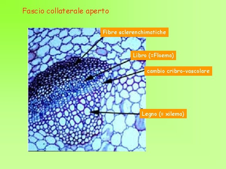 Fascio collaterale aperto Fibre sclerenchimatiche Libro (=Floema) cambio cribro-vascolare Legno (= xilema) 