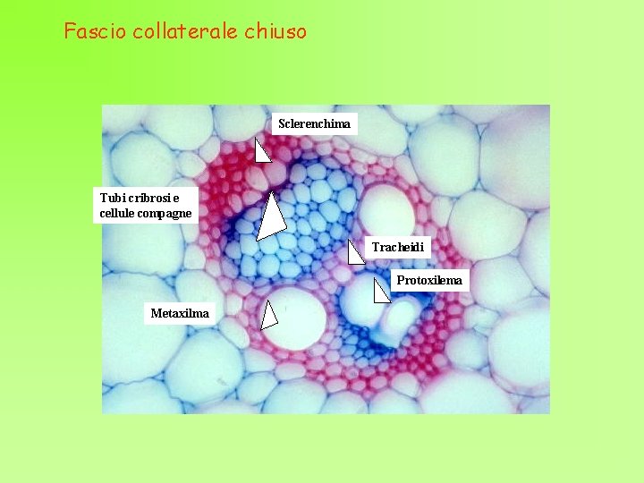 Fascio collaterale chiuso Sclerenchima Tubi cribrosi e cellule compagne Tracheidi Protoxilema Metaxilma 