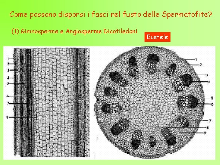 Come possono disporsi i fasci nel fusto delle Spermatofite? (1) Gimnosperme e Angiosperme Dicotiledoni