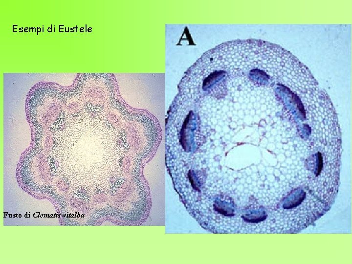 Esempi di Eustele Fusto di Clematis vitalba 