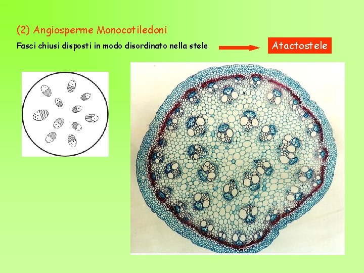 (2) Angiosperme Monocotiledoni Fasci chiusi disposti in modo disordinato nella stele Atactostele 