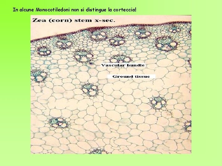 In alcune Monocotiledoni non si distingue la corteccia! 