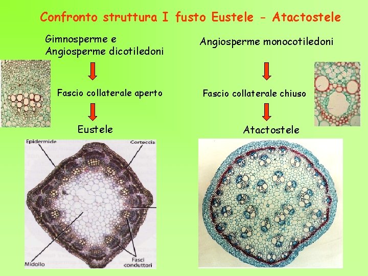 Confronto struttura I fusto Eustele - Atactostele Gimnosperme e Angiosperme dicotiledoni Fascio collaterale aperto