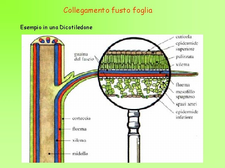 Collegamento fusto foglia Esempio in una Dicotiledone 