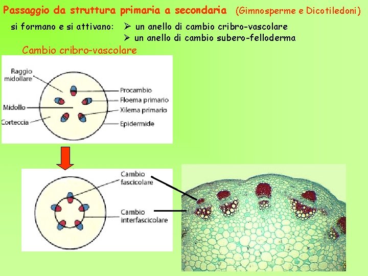 Passaggio da struttura primaria a secondaria (Gimnosperme e Dicotiledoni) si formano e si attivano: