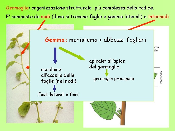 Germoglio: organizzazione strutturale più complessa della radice. E’ composto da nodi (dove si trovano