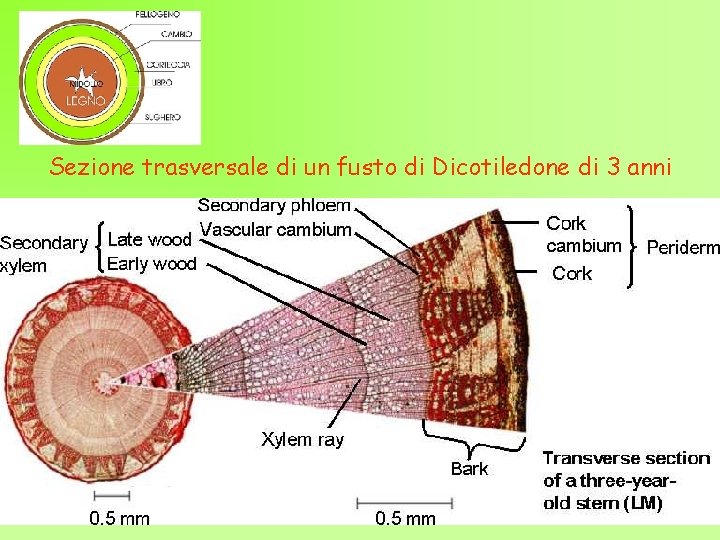 Sezione trasversale di un fusto di Dicotiledone di 3 anni 