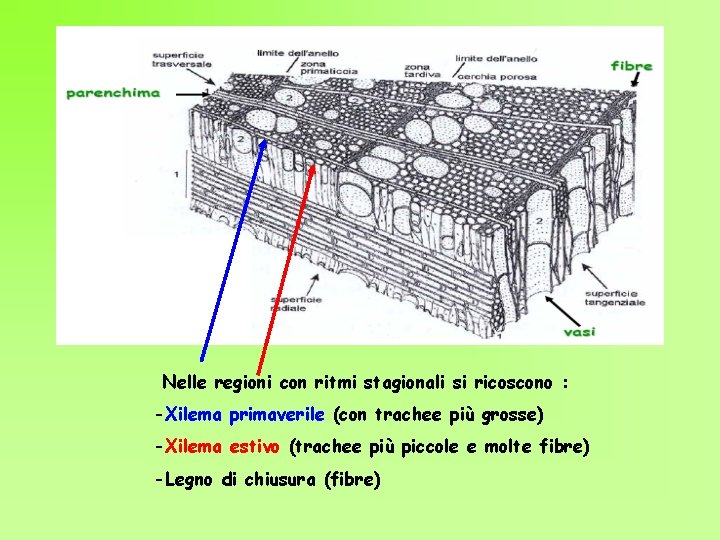 Nelle regioni con ritmi stagionali si ricoscono : -Xilema primaverile (con trachee più grosse)