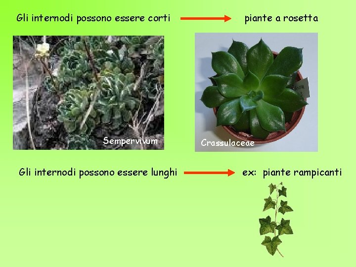 Gli internodi possono essere corti Sempervivum Gli internodi possono essere lunghi piante a rosetta