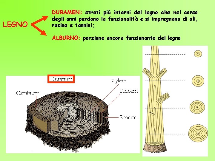 LEGNO DURAMEN: strati più interni del legno che nel corso degli anni perdono la