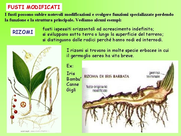 FUSTI MODIFICATI I fusti possono subire notevoli modificazioni e svolgere funzioni specializzate perdendo la