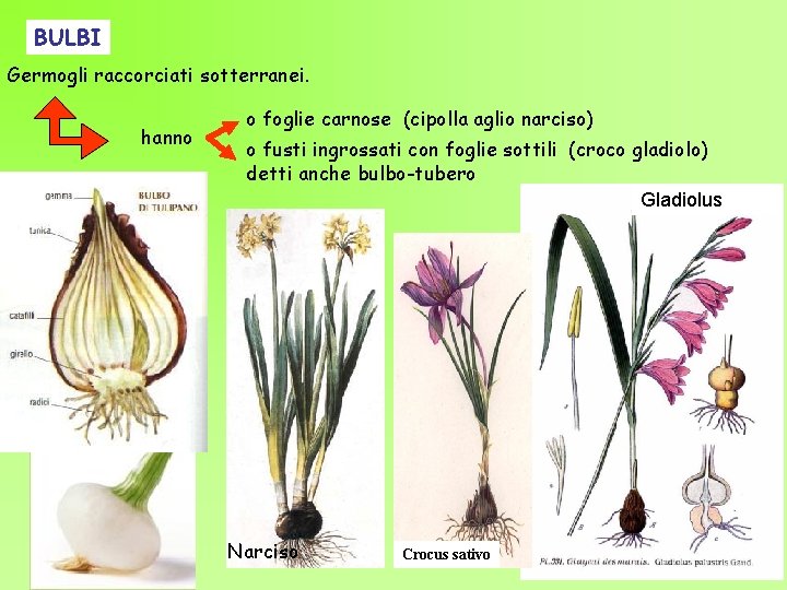 BULBI Germogli raccorciati sotterranei. hanno o foglie carnose (cipolla aglio narciso) o fusti ingrossati