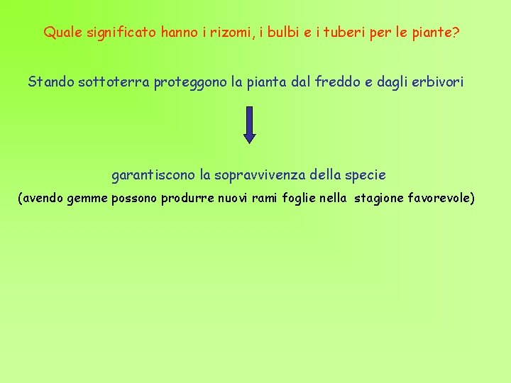 Quale significato hanno i rizomi, i bulbi e i tuberi per le piante? Stando