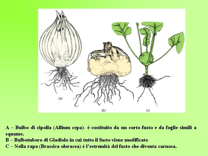 A – Bulbo di cipolla (Allium cepa)- è costituito da un corto fusto e