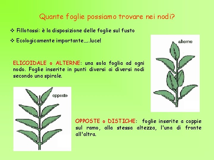 Quante foglie possiamo trovare nei nodi? v Fillotassi: è la disposizione delle foglie sul