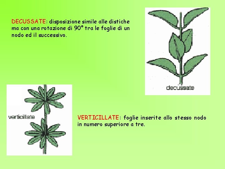 DECUSSATE: disposizione simile alle distiche ma con una rotazione di 90° tra le foglie