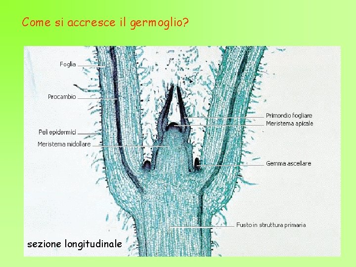 Come si accresce il germoglio? sezione longitudinale 