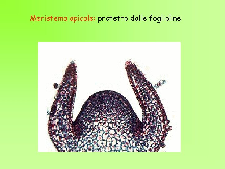 Meristema apicale: protetto dalle foglioline 