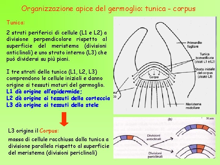 Organizzazione apice del germoglio: tunica - corpus Tunica: 2 strati periferici di cellule (L