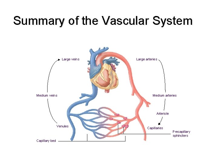 Summary of the Vascular System Large veins Medium veins Large arteries Medium arteries Arteriole