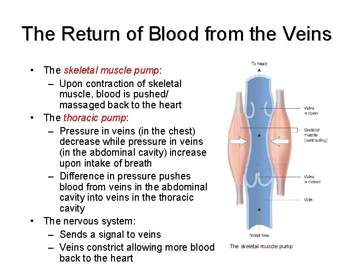 The Return of Blood from the Veins • The skeletal muscle pump: – Upon