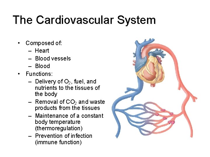 The Cardiovascular System • Composed of: – Heart – Blood vessels – Blood •