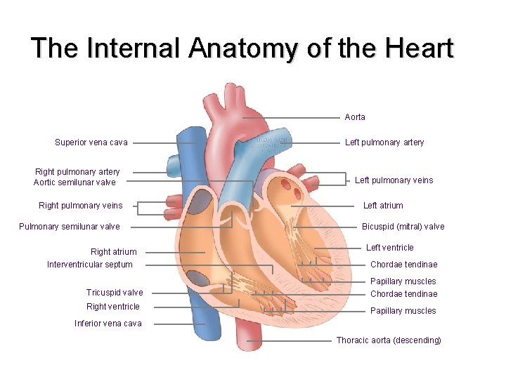 The Internal Anatomy of the Heart Aorta Superior vena cava Right pulmonary artery Aortic
