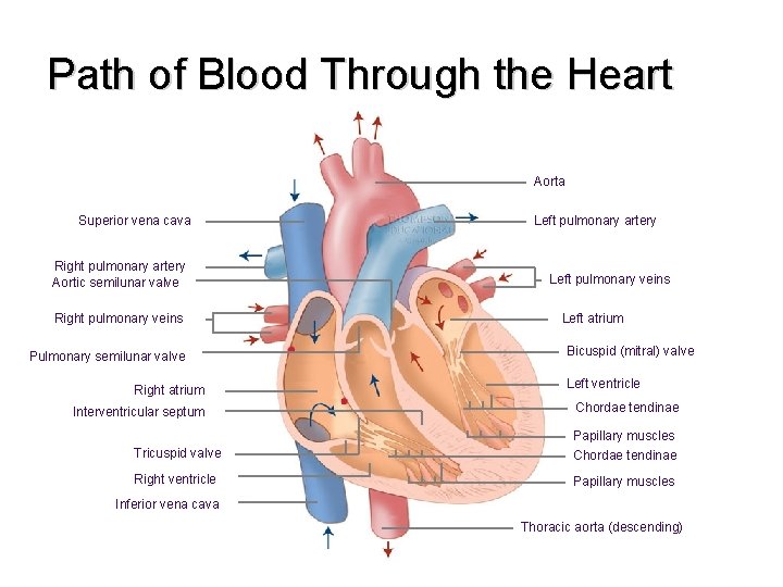 Path of Blood Through the Heart Aorta Superior vena cava Right pulmonary artery Aortic