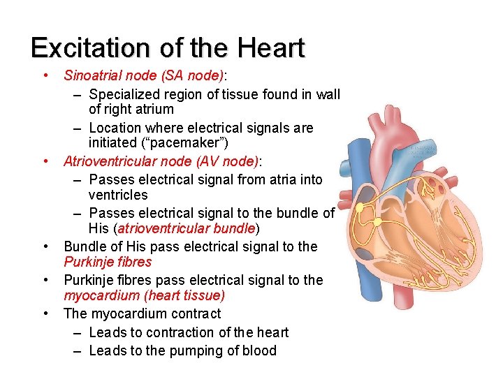Excitation of the Heart • • • Sinoatrial node (SA node): – Specialized region