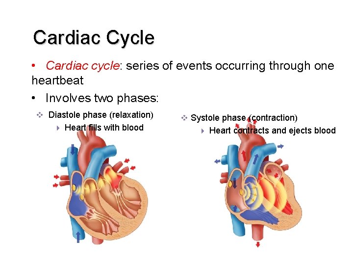 Cardiac Cycle • Cardiac cycle: series of events occurring through one heartbeat • Involves