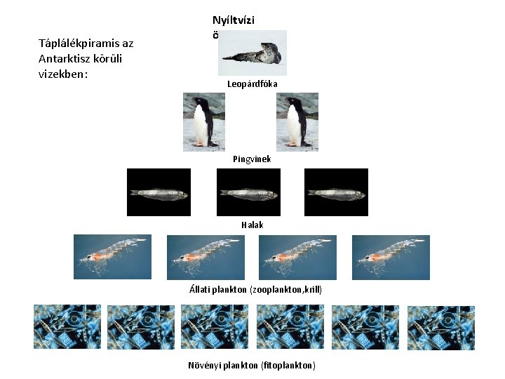 Táplálékpiramis az Antarktisz körüli vizekben: Nyíltvízi övezet Leopárdfóka Pingvinek Halak Állati plankton (zooplankton, krill)