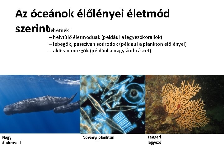 Az óceánok élőlényei életmód szerintlehetnek: − helytülő életmódúak (például a legyezőkorallok) − lebegők, passzívan