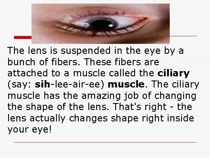 The lens is suspended in the eye by a bunch of fibers. These fibers The lens is suspended in the eye by a bunch of fibers. These fibers