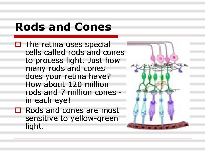 Rods and Cones o The retina uses special cells called rods and cones to Rods and Cones o The retina uses special cells called rods and cones to