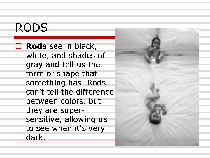 RODS o Rods see in black, white, and shades of gray and tell us RODS o Rods see in black, white, and shades of gray and tell us