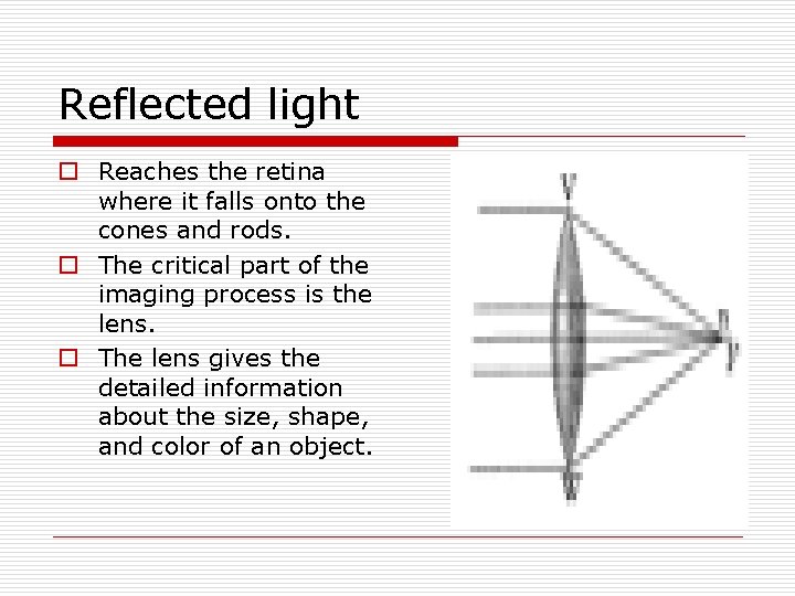 Reflected light o Reaches the retina where it falls onto the cones and rods. Reflected light o Reaches the retina where it falls onto the cones and rods.